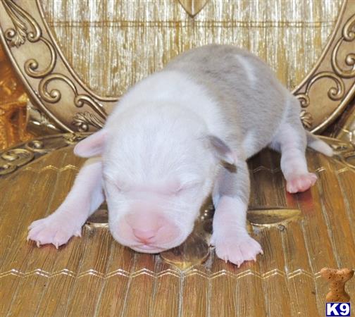 american pit bull puppy posted by GIOVANNI
