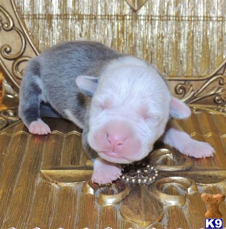 american pit bull puppy posted by GIOVANNI