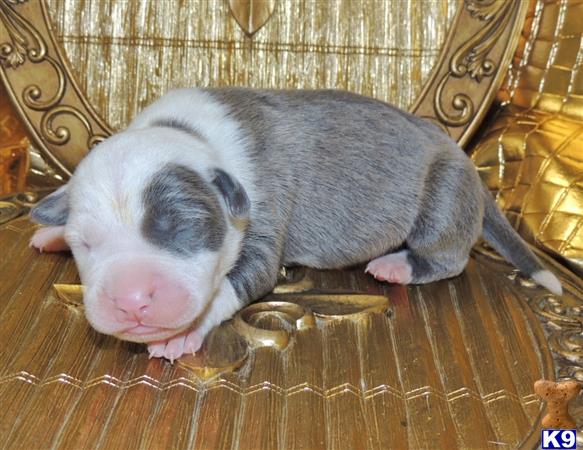american pit bull puppy posted by GIOVANNI