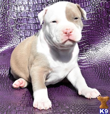 champagne color pitbull puppies for sale