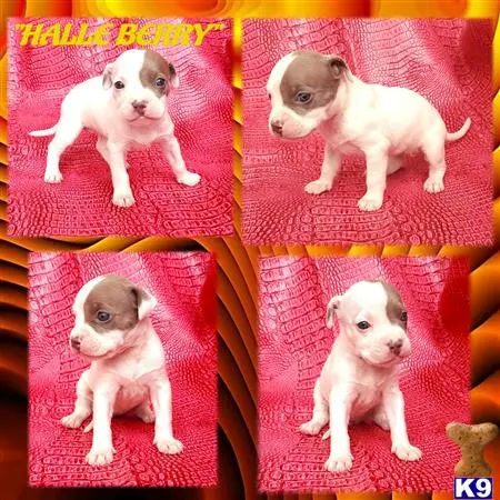 American Pit Bull