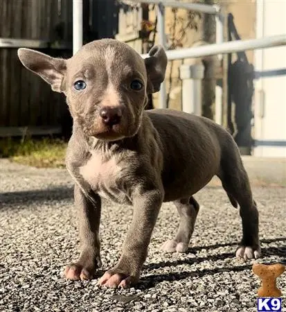 American Pit Bull