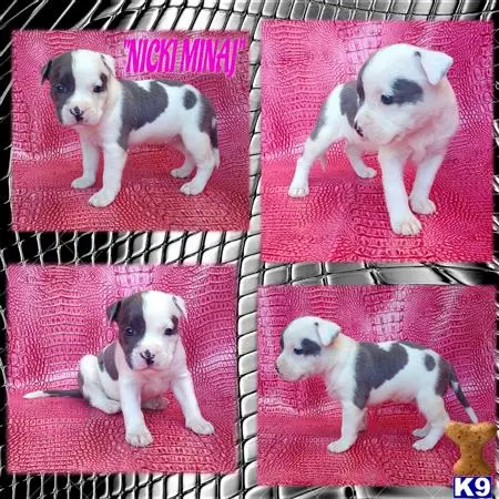 American Pit Bull puppy for sale