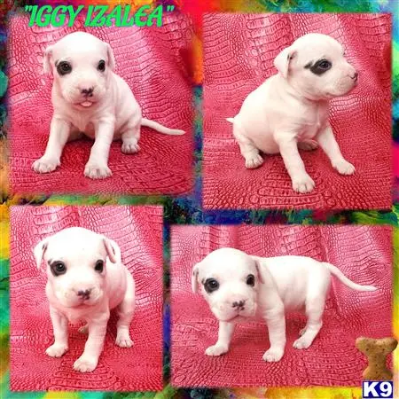 American Pit Bull puppy for sale