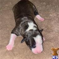 american bully puppy posted by GIOVANNI