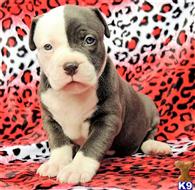 american pit bull puppy posted by GIOVANNI