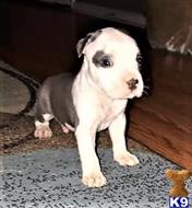 american pit bull puppy posted by GIOVANNI
