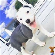 american pit bull puppy posted by GIOVANNI