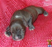 american pit bull puppy posted by GIOVANNI