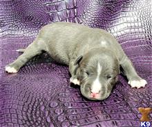 american pit bull puppy posted by GIOVANNI