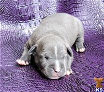 american pit bull puppy posted by GIOVANNI