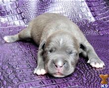 american pit bull puppy posted by GIOVANNI