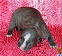 american pit bull puppy posted by GIOVANNI
