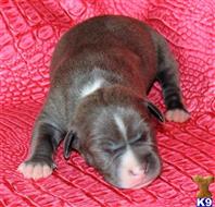 american pit bull puppy posted by GIOVANNI