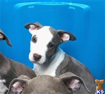 american pit bull puppy posted by GIOVANNI