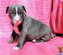 american pit bull puppy posted by GIOVANNI