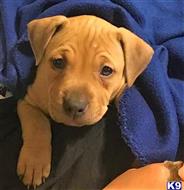 american pit bull puppy posted by GIOVANNI