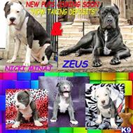 american pit bull puppy posted by GIOVANNI