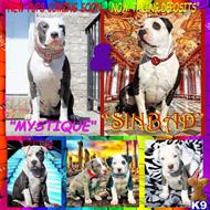 american pit bull puppy posted by GIOVANNI
