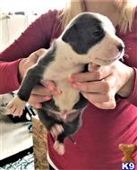 american pit bull puppy posted by GIOVANNI