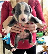 american pit bull puppy posted by GIOVANNI
