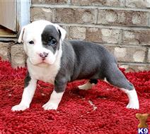 american pit bull puppy posted by GIOVANNI