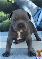 american pit bull puppy posted by GIOVANNI