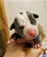 american pit bull puppy posted by GIOVANNI