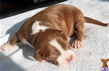 american pit bull puppy posted by GIOVANNI