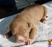 american pit bull puppy posted by GIOVANNI