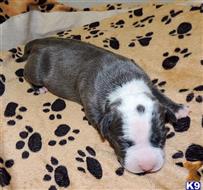 american pit bull puppy posted by GIOVANNI