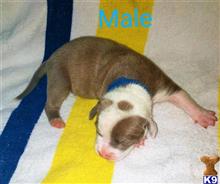 american pit bull puppy posted by GIOVANNI