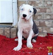 american pit bull puppy posted by GIOVANNI