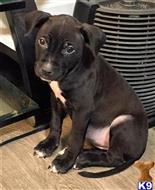american pit bull puppy posted by GIOVANNI