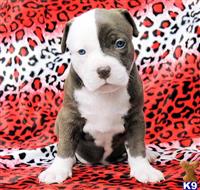american pit bull puppy posted by GIOVANNI