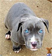 american pit bull puppy posted by GIOVANNI