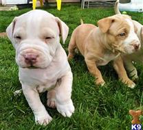 american pit bull puppy posted by GIOVANNI