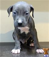 american pit bull puppy posted by GIOVANNI