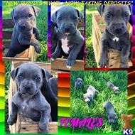 american pit bull puppy posted by GIOVANNI