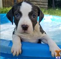 american pit bull puppy posted by GIOVANNI