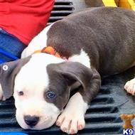 american pit bull puppy posted by GIOVANNI