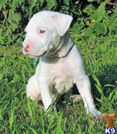 american pit bull puppy posted by GIOVANNI