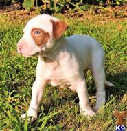 american pit bull puppy posted by GIOVANNI