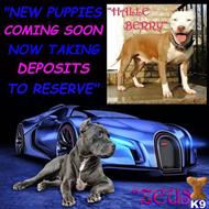 american pit bull puppy posted by GIOVANNI