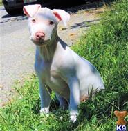 american pit bull puppy posted by GIOVANNI