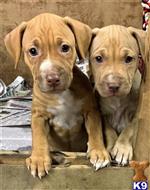american pit bull puppy posted by GIOVANNI