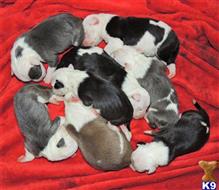 american pit bull puppy posted by GIOVANNI
