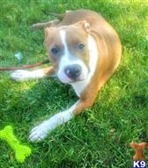 american pit bull puppy posted by GIOVANNI
