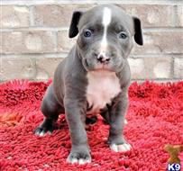 american pit bull puppy posted by GIOVANNI