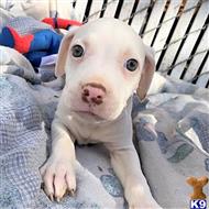 american pit bull puppy posted by GIOVANNI